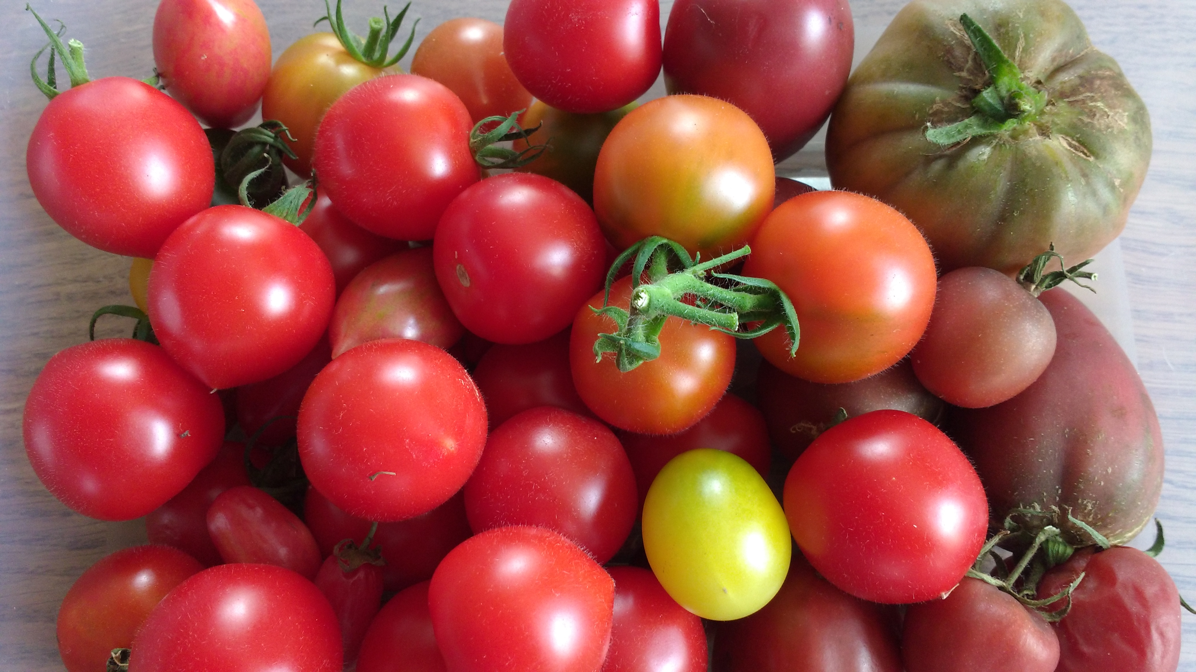 last-tomatoes.